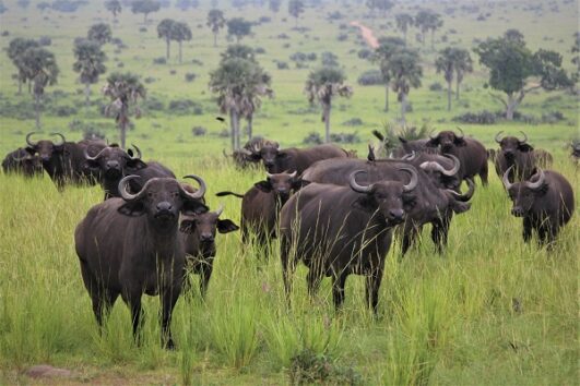 10 Days Kenya Tanzania Safari