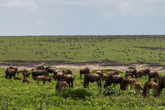 10 Days North Serengeti Migration