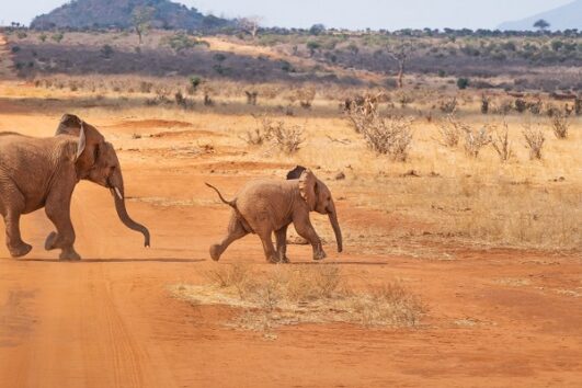 3 Days Amboseli Safari