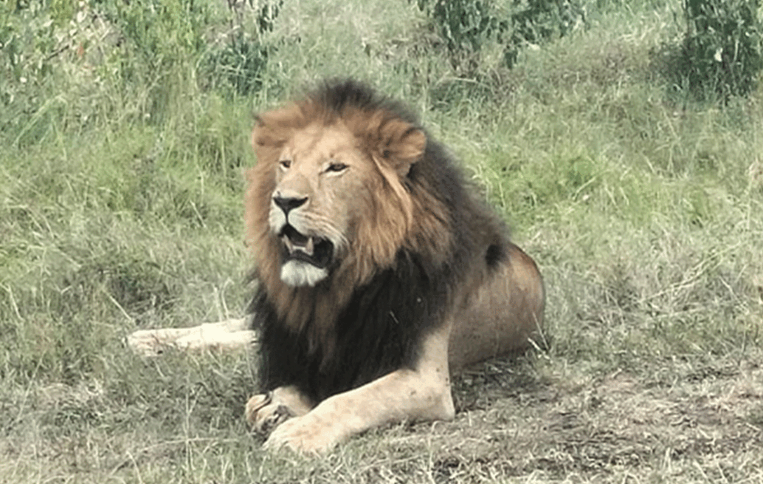 3 Days Amboseli Safari