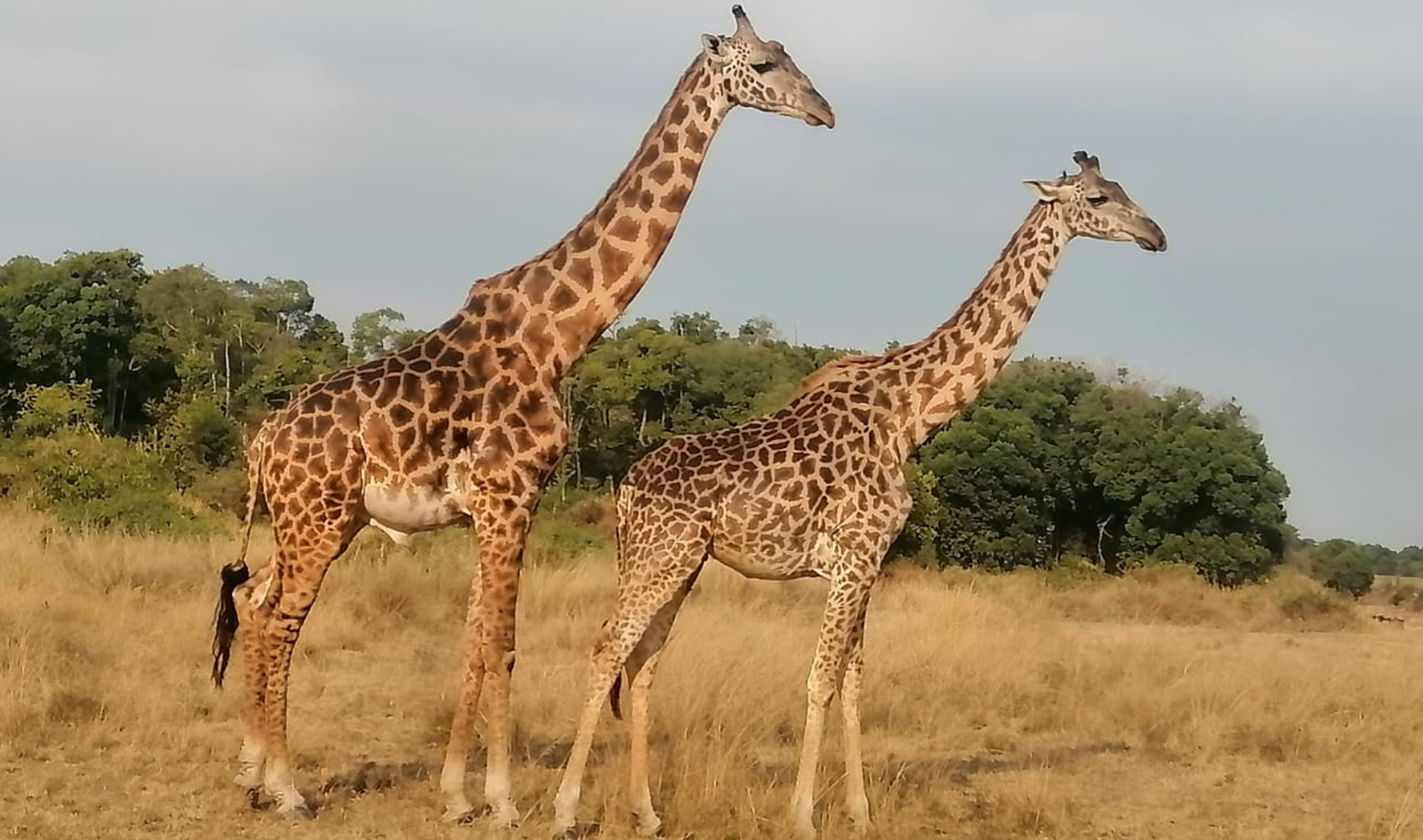 7 days—Kenya Great Savanna Game Safari