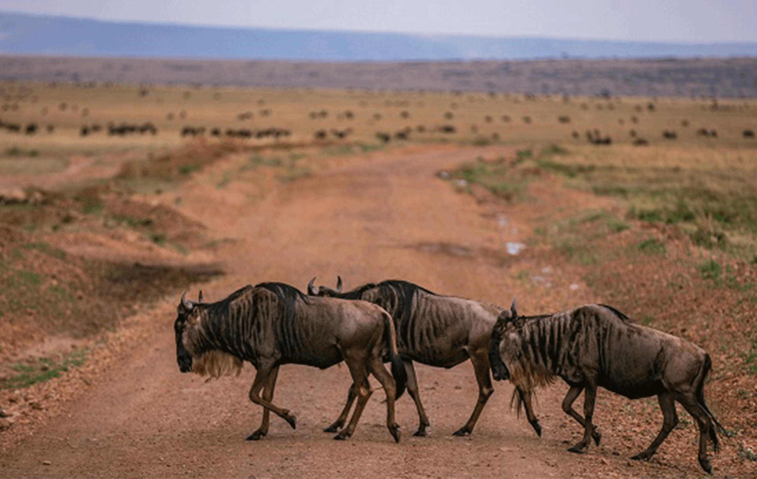 5 Days Big Five Safari