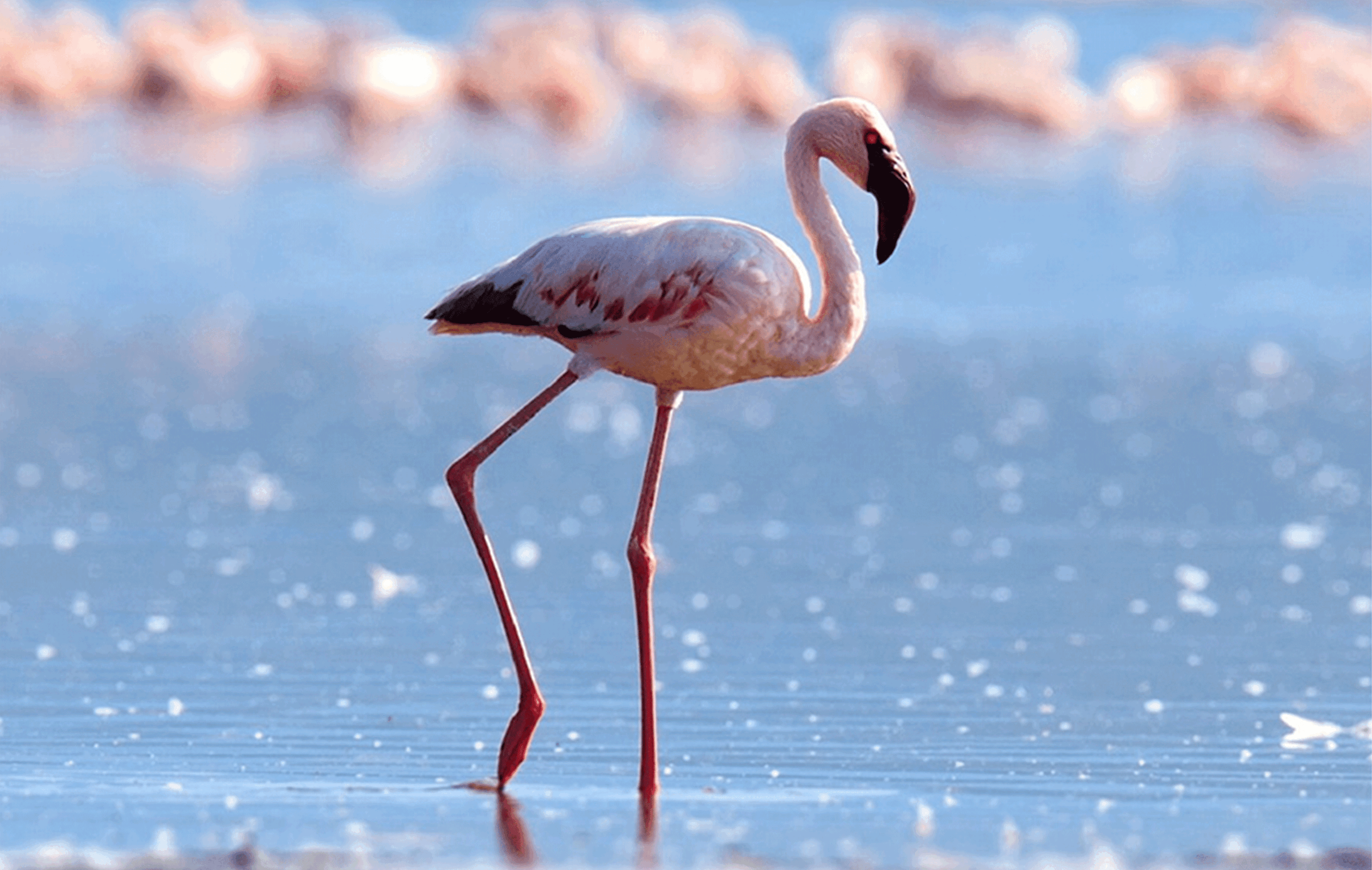 5 Days Lapwing Safari Trails