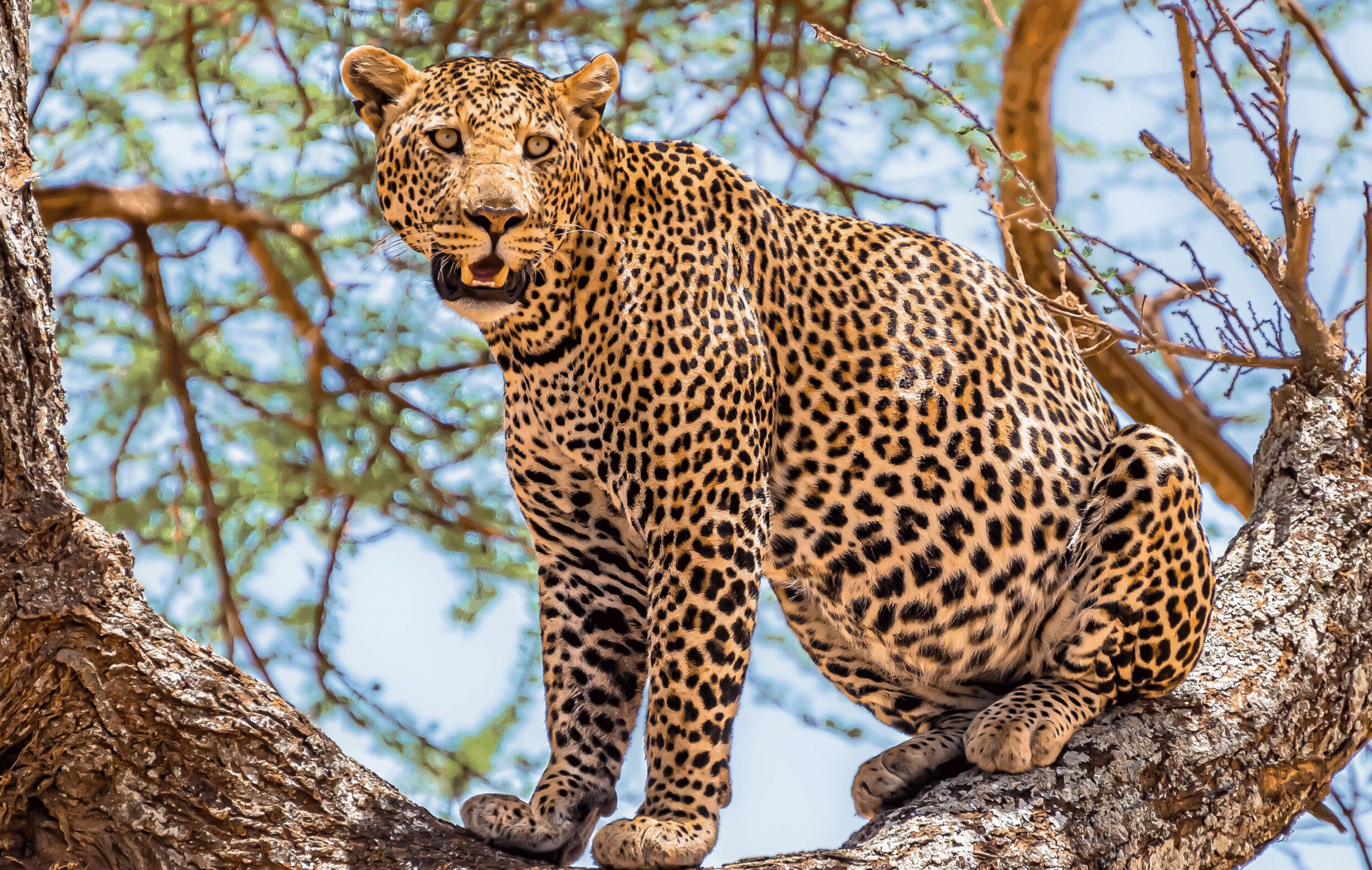 5 Days Nakuru Mara Safari