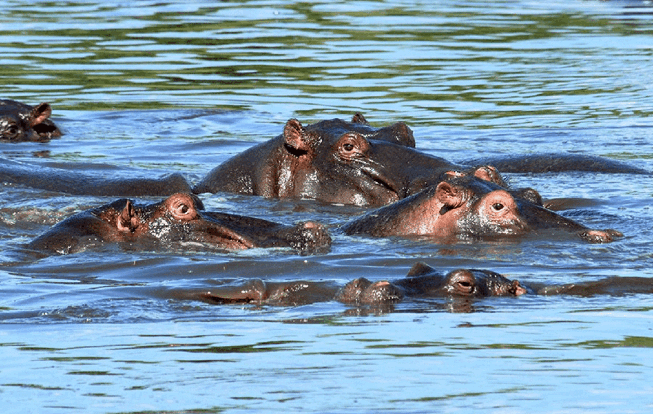 10 Days North Serengeti Migration