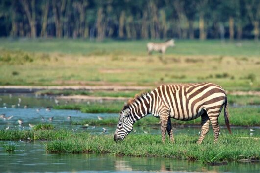 5 Days Nakuru Mara Safari
