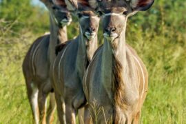 10 Days Best of Kenya Safari