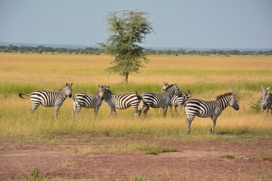 5 Days – Serengeti and Ngorongoro Crater Safari