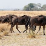 When Is the Best Time to Go on an African Safari?