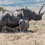 Top Five Tips for Booking Your African Safari